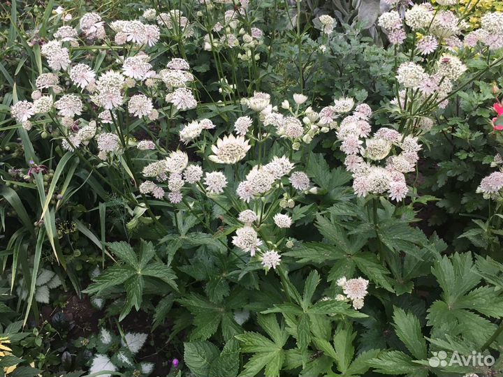 Цветы садовые сортовые