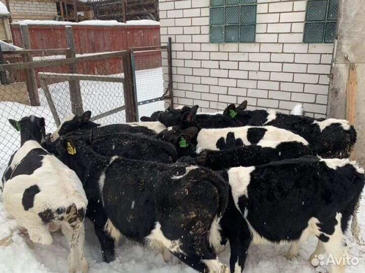 Бычки телята