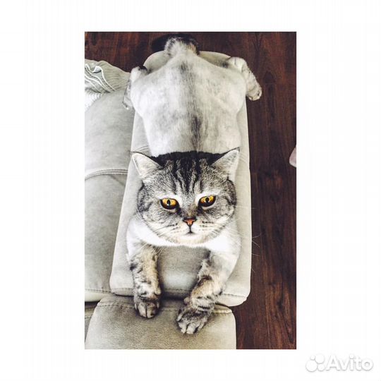 Стрижка кошек Кемерово