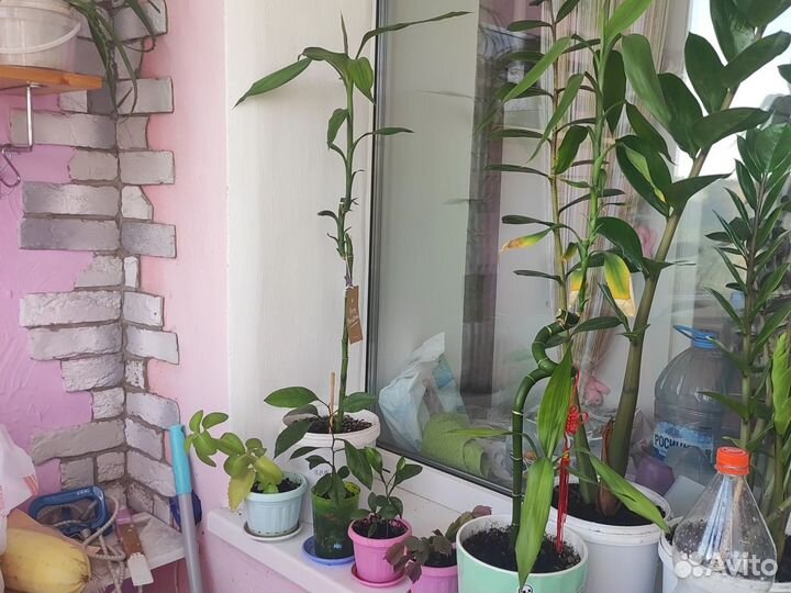 Замиокулькас