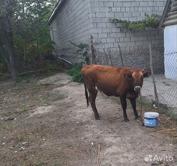 Телка и Барашки с Ягнятами