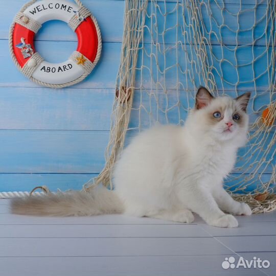 Ragdoll кошечка В Разведение