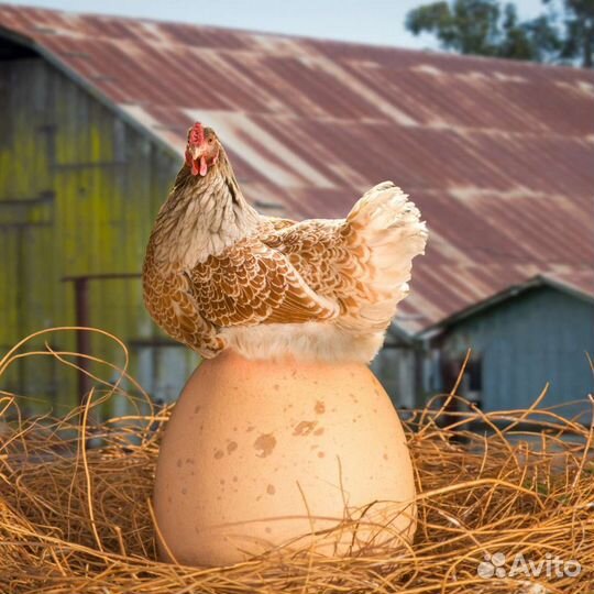 Домашние куриные яйца