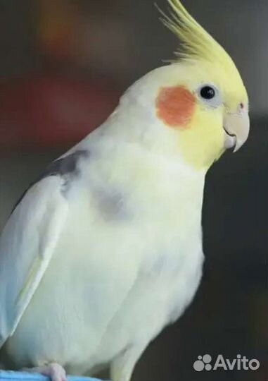 Попугай корелла