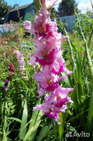 Гладиолусы луковицы