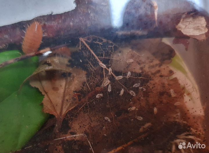 Улитка Суббулина октона и другие