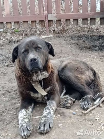 Кавказский гампр