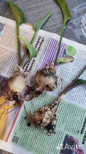 Дримиопсис пятнистый