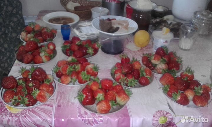 Рассада ремонтантной клубники,просто клубники