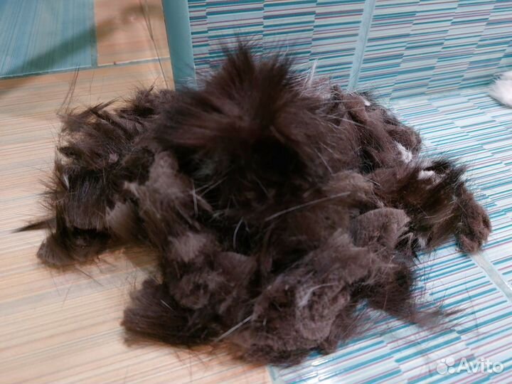 Кошачья стриженая шерсть