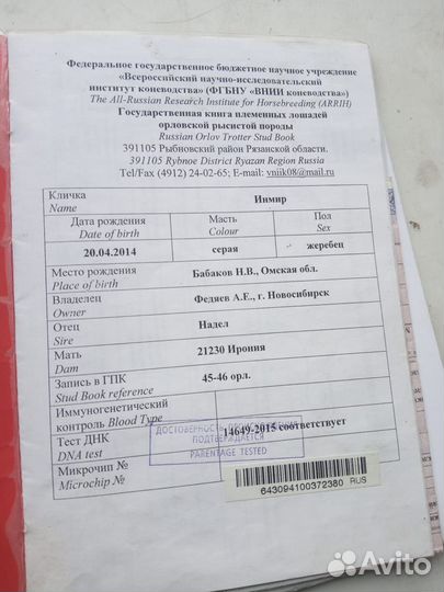 Продам жеребца