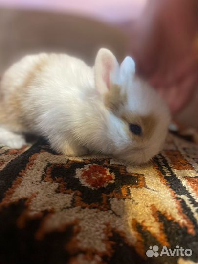 Карликовый кролик