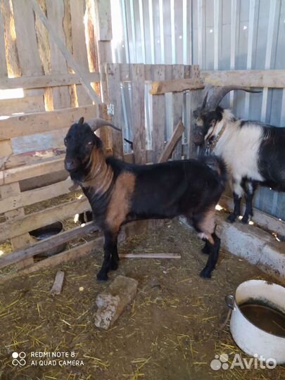 Козел ламанча