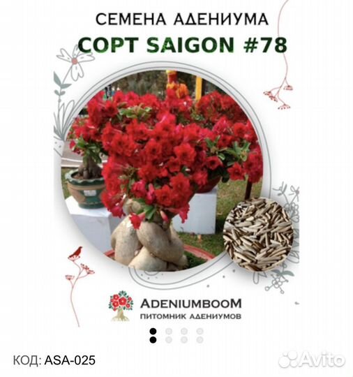Adenium тучный от adeniumboom