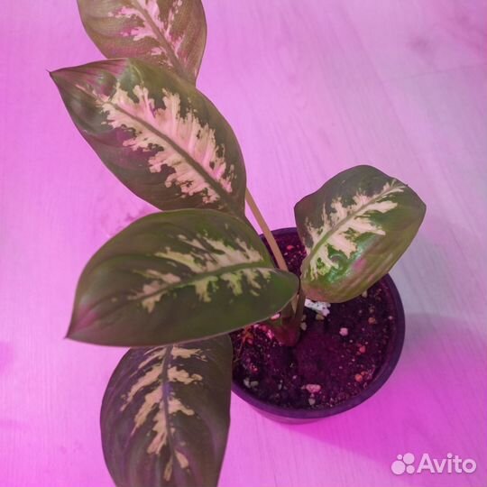 Диффенбахия, Хойя, джинура, сингониум, сциндапсус