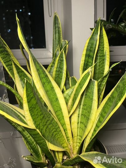 Цветок щучий хвост