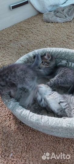 Котята в дар