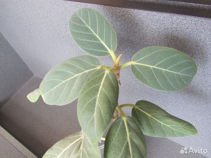 Фикус бенгальский