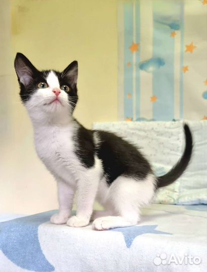 Молли 2 месяца, привита, горшок на 5+