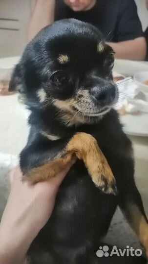 Чих потеряшка