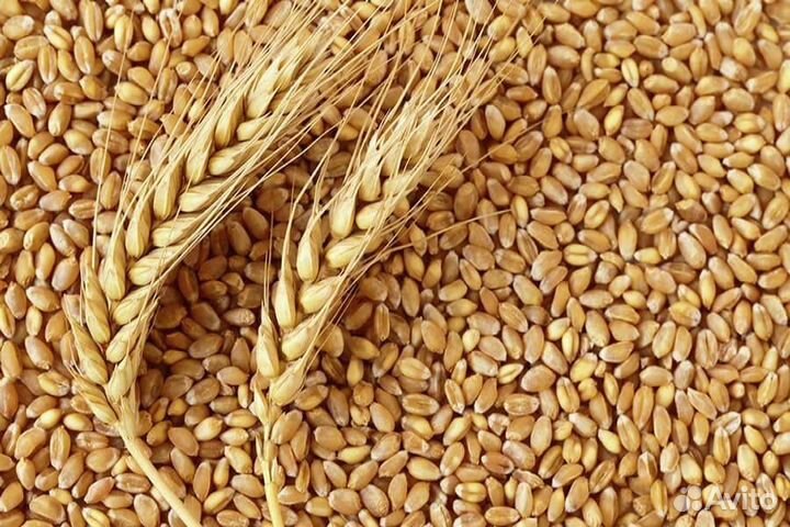 Продам зерно