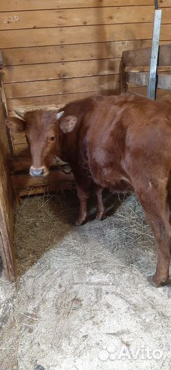 Коровы и телки красногорбатовская