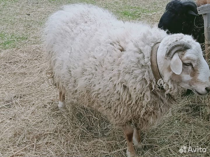 Продам овечек и барашков