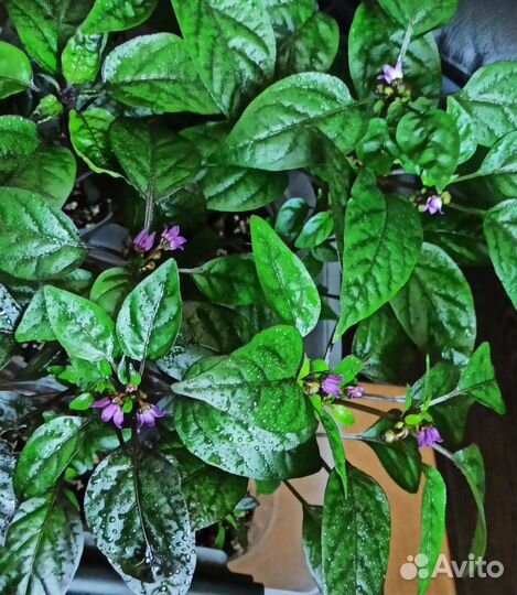 Комнатный жгучий перец