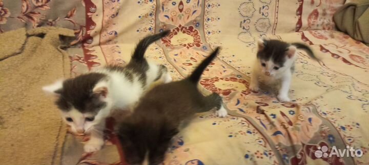 Кошки в добрые руки бесплатно