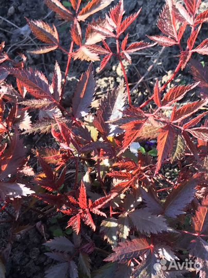 Обриетта.Гейхера.Астильба