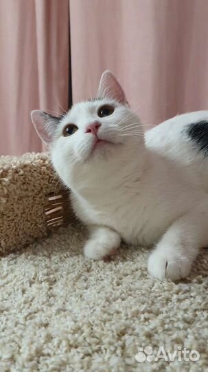 Белая кошечка Мишель с пятнышками