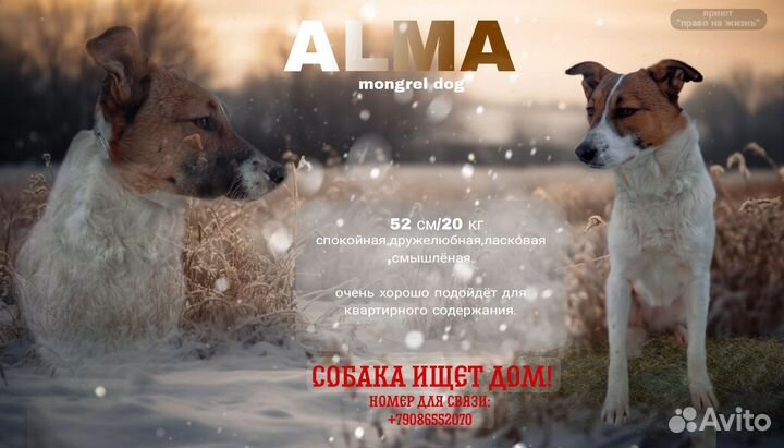 Собака в добрые руки