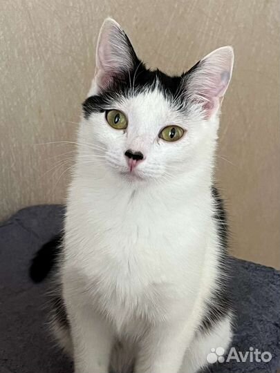 Кошка стерилизованная в добрые руки