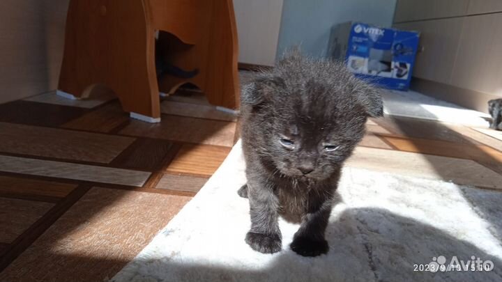 Вислоухие котятки