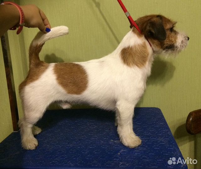 Тримминг джек рассел терьеров и такс