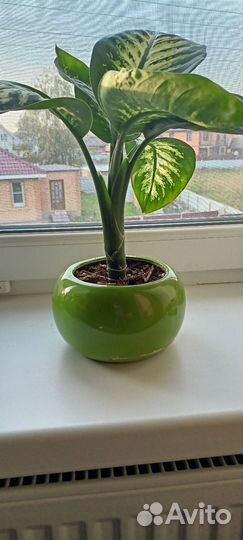 Диффенбахия 40 см, 30 см
