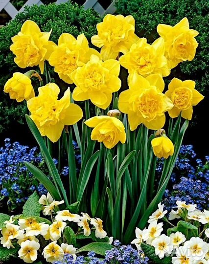 Луковицы нарциссов