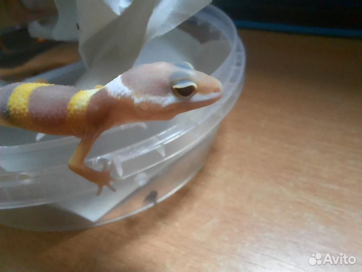 Геккон эублефар