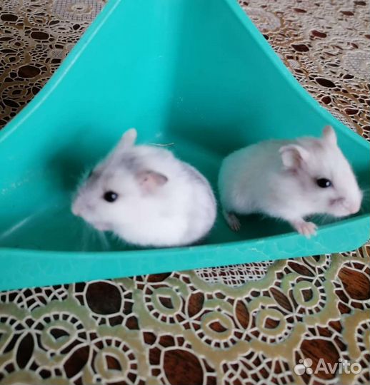 Джунгарский хомяк