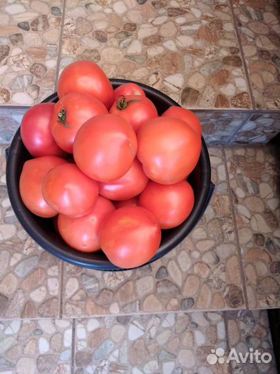 Помидоры домашние свежие