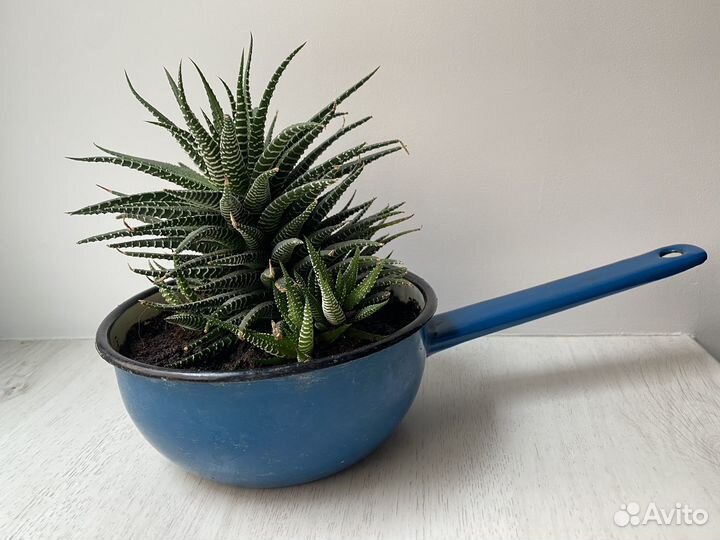 Суккуленты хавортия Гастерия Флоу