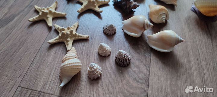Набор ракушек и брелков