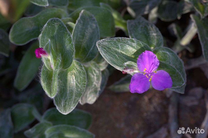 Традесканции,каллизии коллекция 2