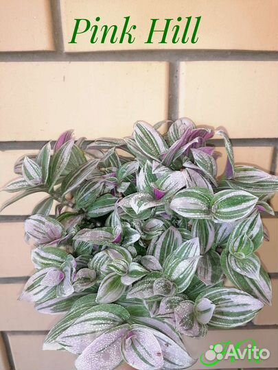 Традесканция