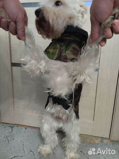 Попона на среднюю собаку