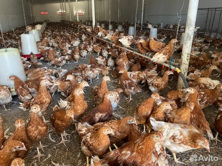 Куры молодки