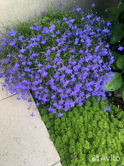 Рассада лобелии