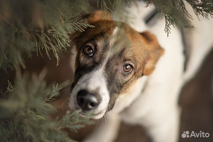 Милая, молодая девочка щенок в дар, из приюта