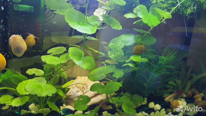 Щитолистник или гидрокотила