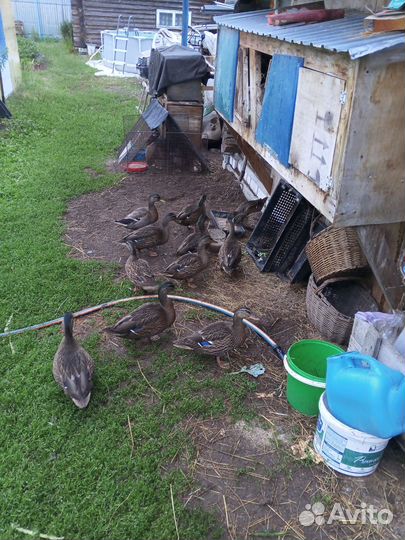 Подсадные утки